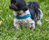 Havanese Puppies For Sale Fairfield Furbabies